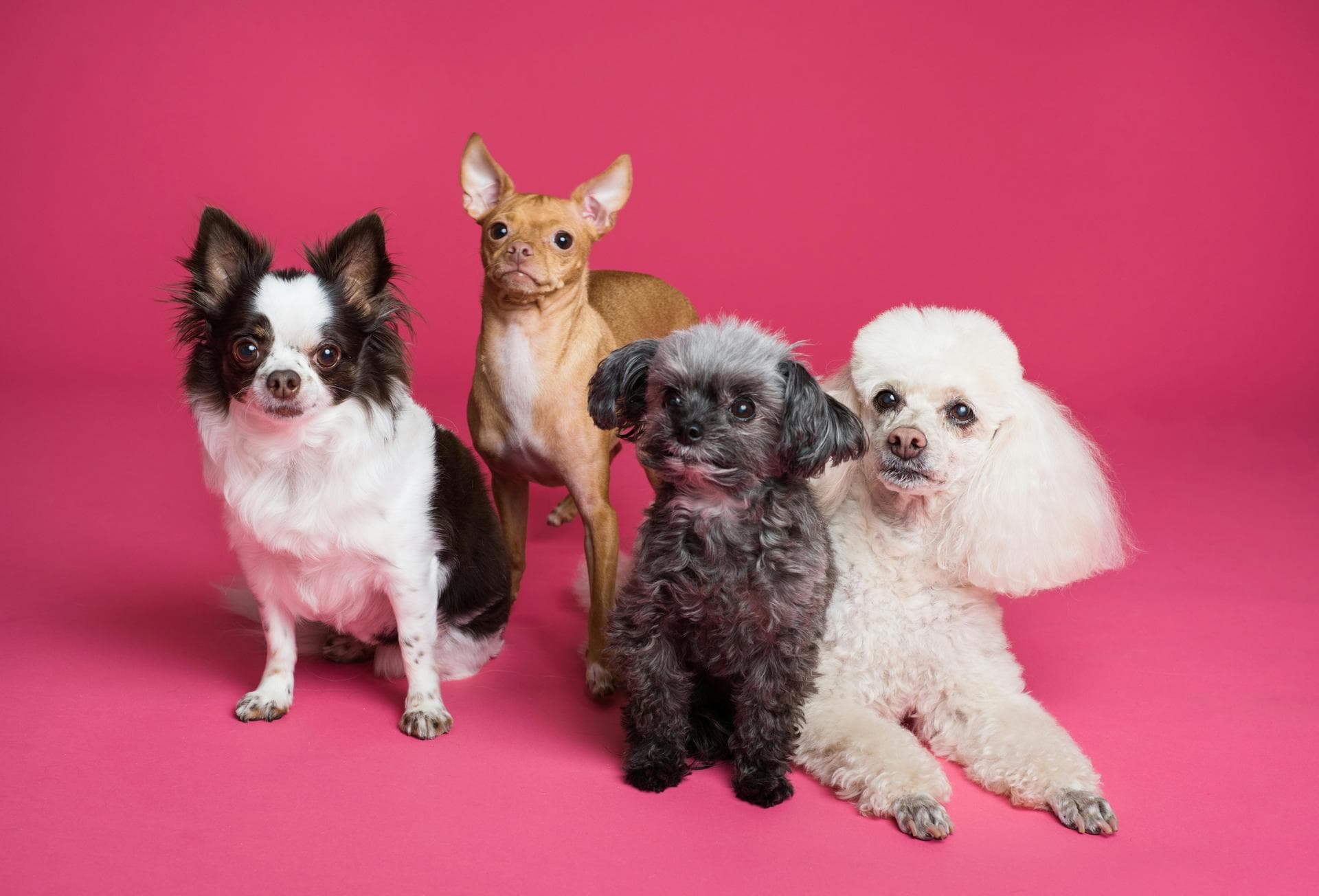 Dog Euthanasia Put Down Prices in Warrington