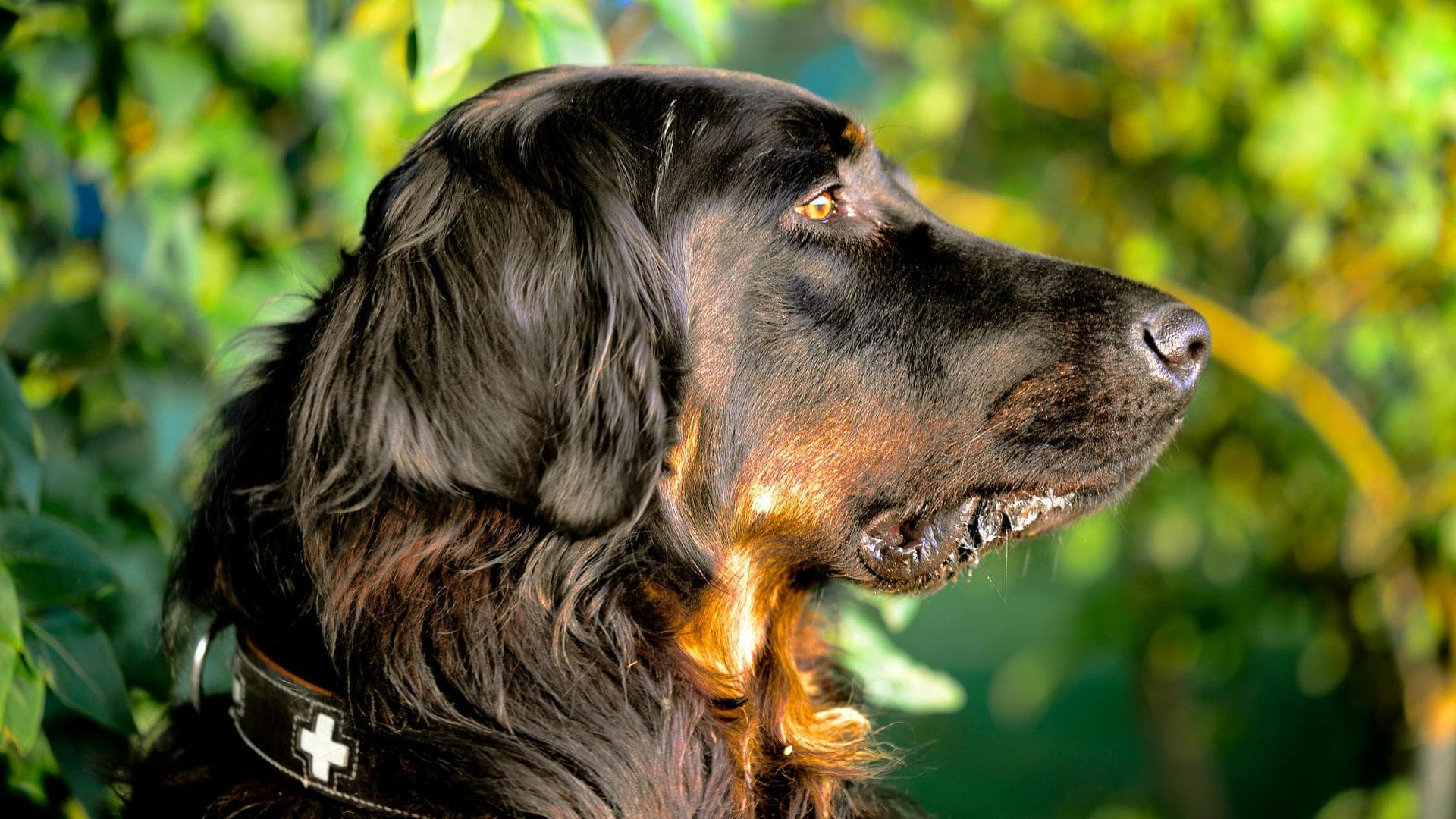 Dog Puppy Vaccinations Kennel Cough Prices in Warrington