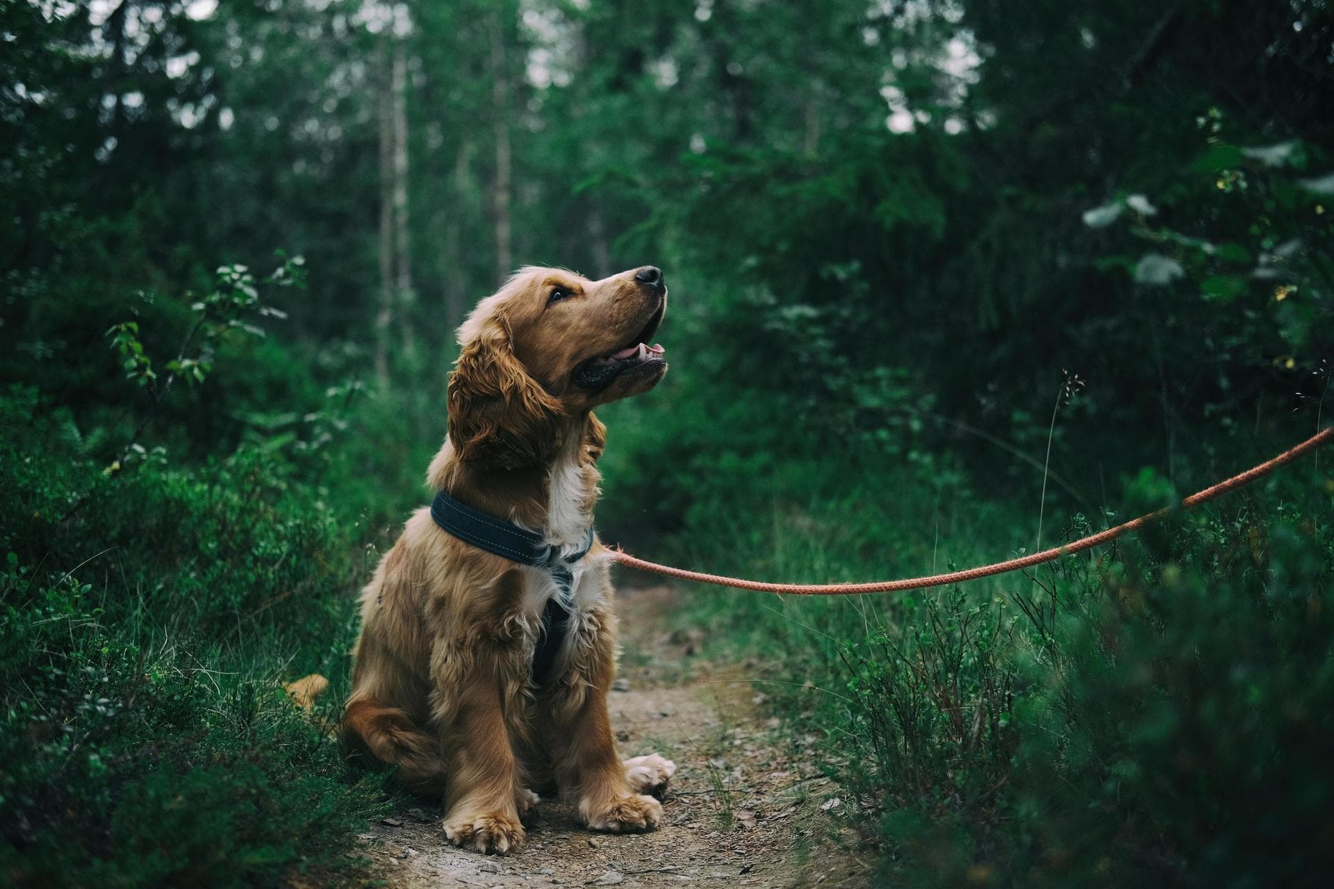 Dog Spay Castrate Neutering Prices in Warrington