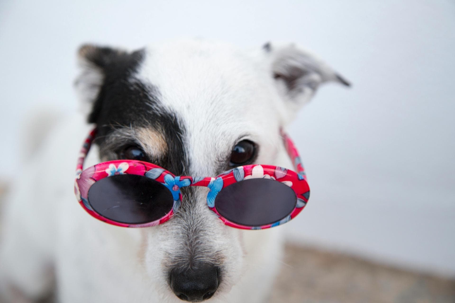Dog Puppy Vaccinations Kennel Cough Prices in Warrington