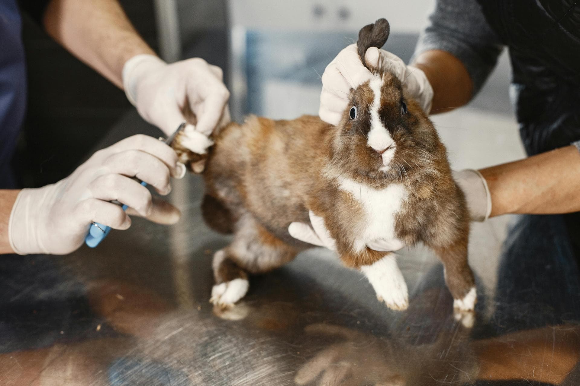 Rabbit Vaccinations Vhd Myxo Prices in Warrington
