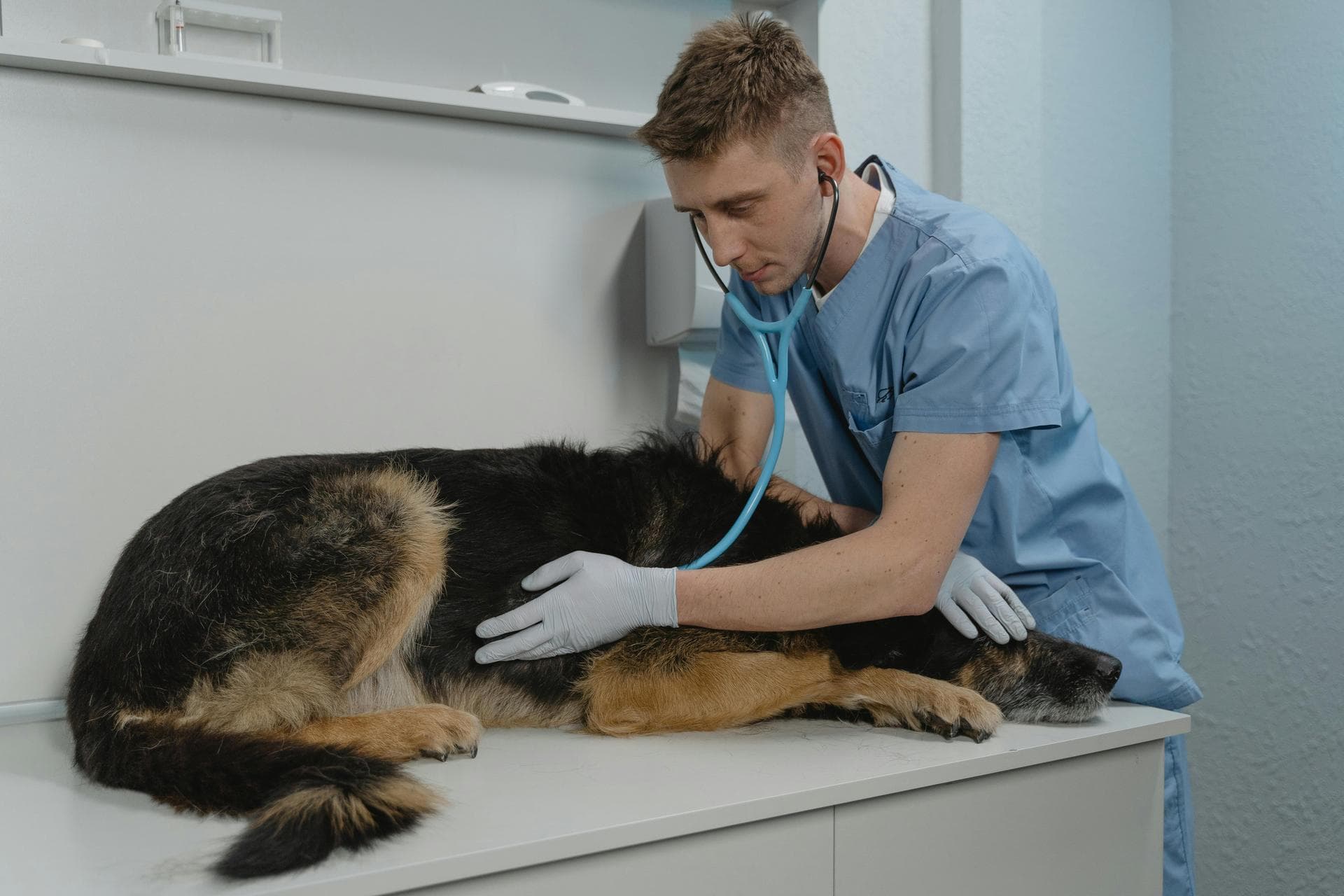 Cat Kitten Vaccinations Feline Leukaemia Prices in Warrington