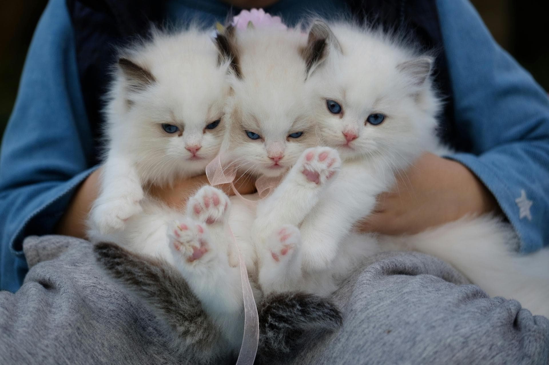 Cat Euthanasia Put Down Prices in Warrington
