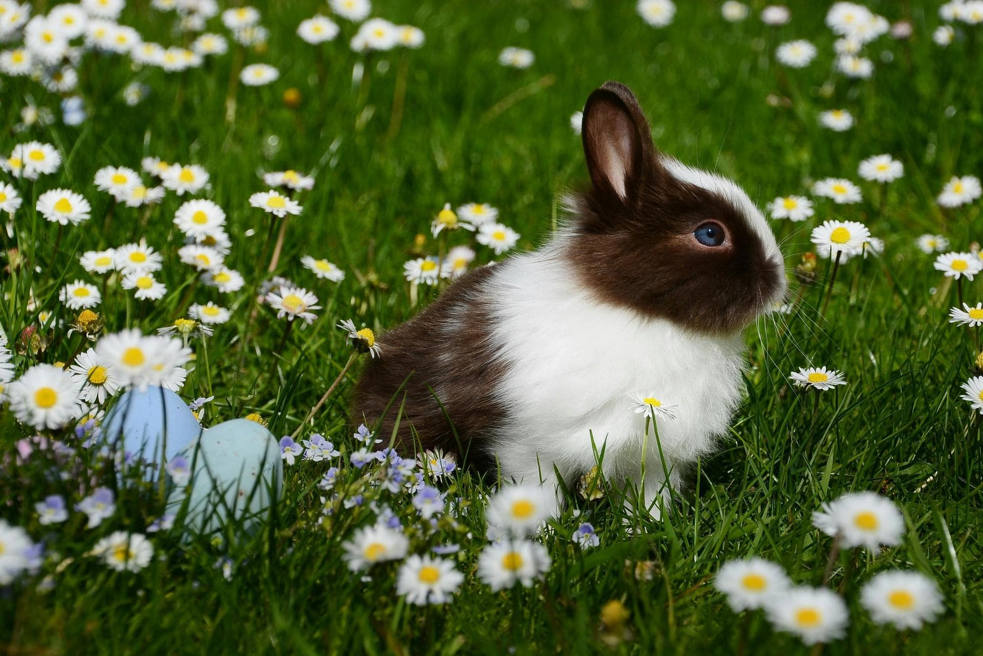 Rabbit Spay Castrate Neutering Prices in Warrington